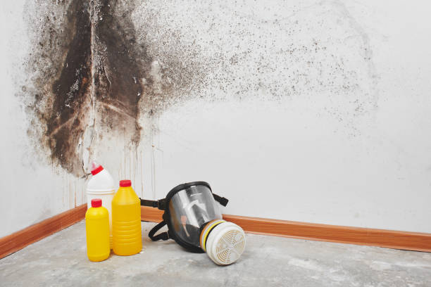 Best Same-Day Mold Removal  in Nelsonville, OH