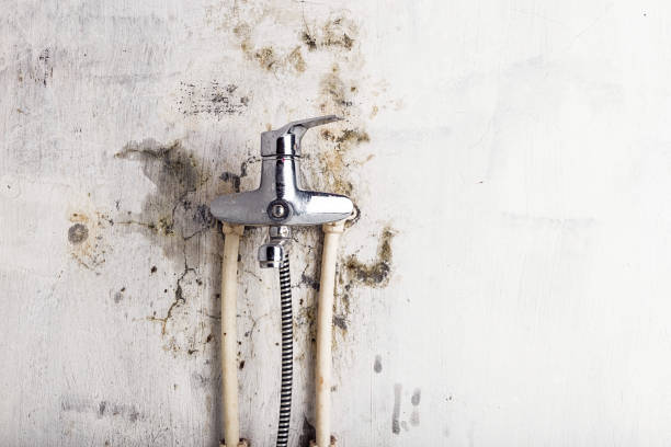 Best Certified Mold Removal  in Nelsonville, OH
