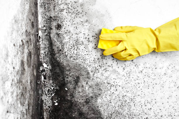 Best Mold Inspection  in Nelsonville, OH
