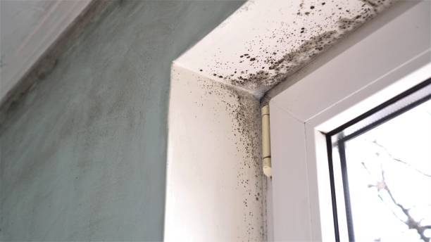 Best Attic Mold Removal  in Nelsonville, OH