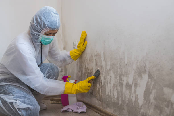 Best Mold Testing and Removal  in Nelsonville, OH
