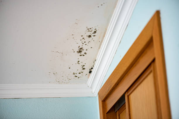 Best Home Mold Removal  in Nelsonville, OH