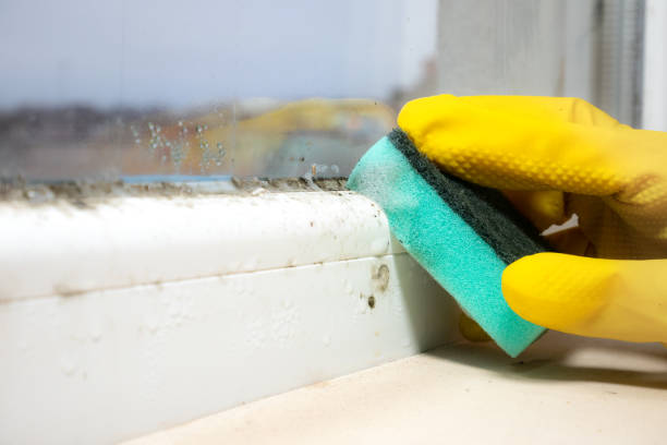 Best Crawl Space Mold Removal  in Nelsonville, OH