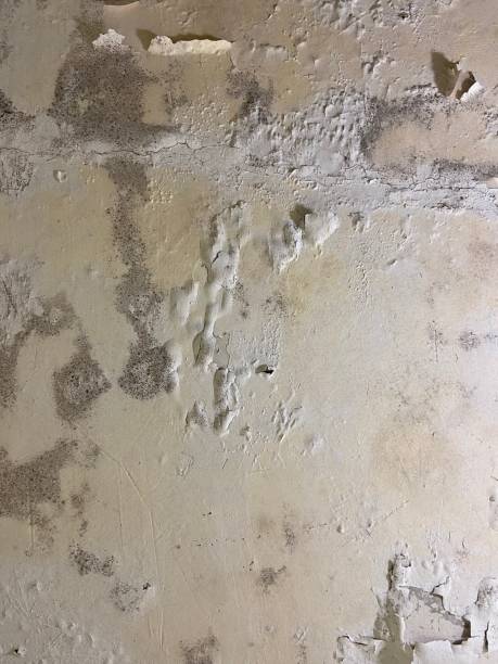 Best Commercial Mold Removal  in Nelsonville, OH