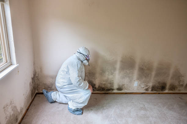 Best Affordable Mold Removal  in Nelsonville, OH
