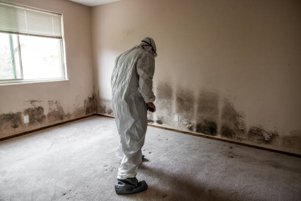 Best Residential Mold Removal  in Nelsonville, OH