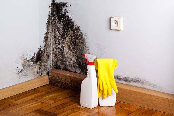 Best Black Mold Removal  in Nelsonville, OH