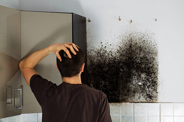 Best Best Mold Removal Companies  in Nelsonville, OH