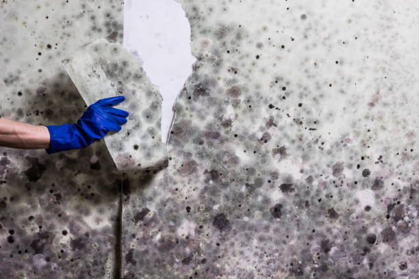 Best Mold Testing  in Nelsonville, OH