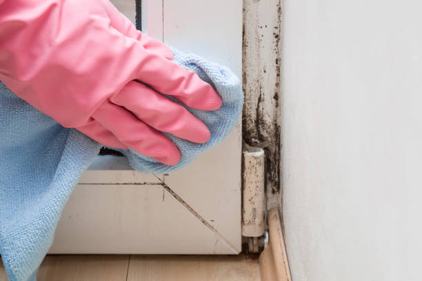 Best Residential Mold Removal  in Nelsonville, OH