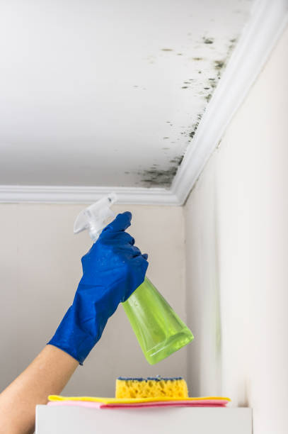 Best Mold Removal Company Near Me  in Nelsonville, OH